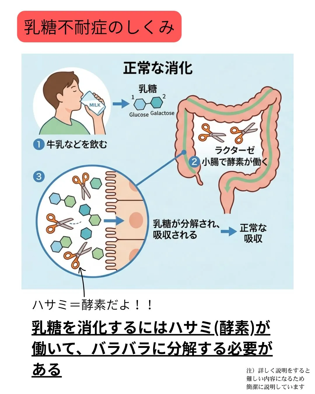 日本人の7割〜9割が「乳糖不耐症⁈」
