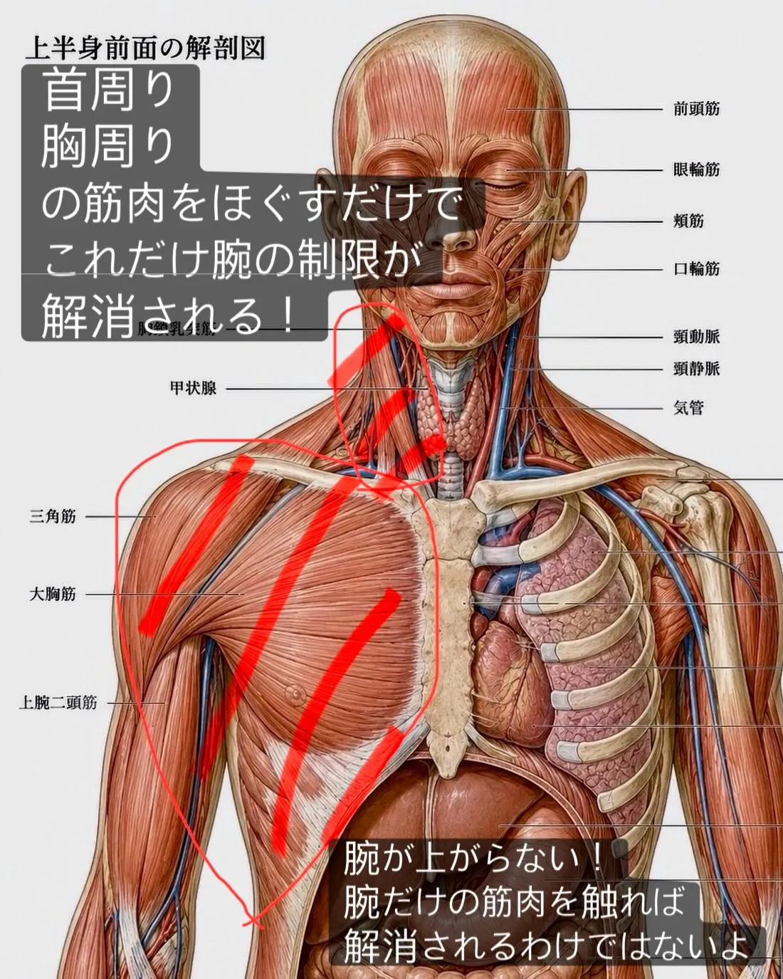 「腕が上がらない・上がりづらい…」